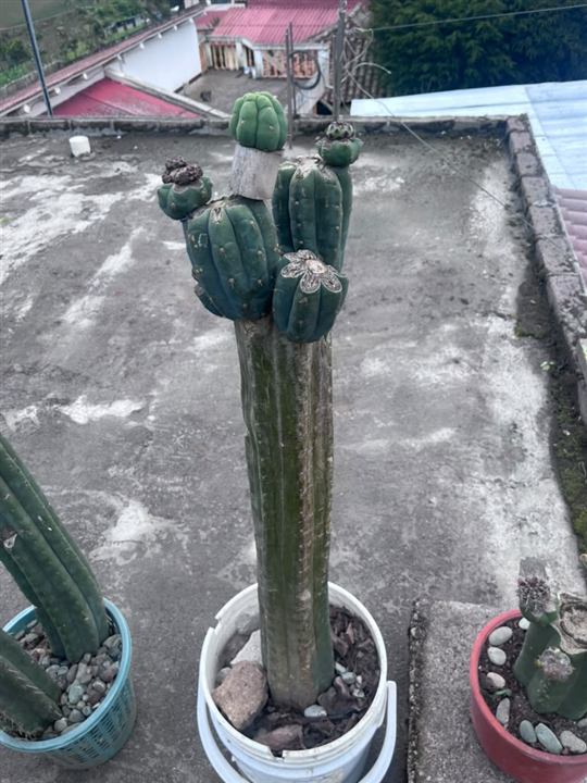 Doble columna con brotes superiores · APR-LY-2026-005