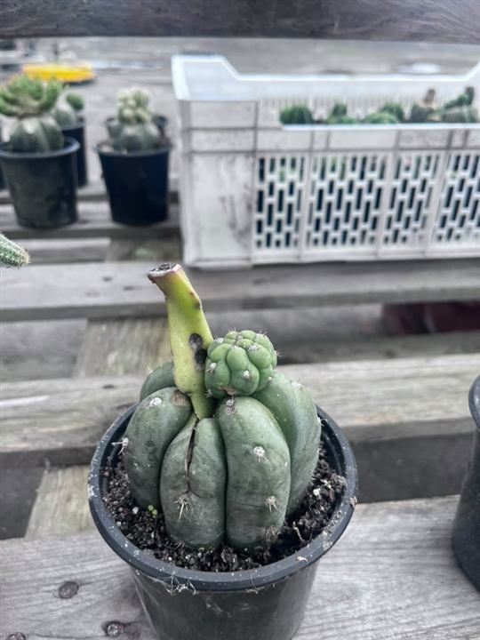 Cactus globular con brote superior · APR-LY-2026-008