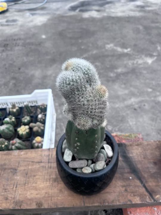 Columna blanca lanosa · APR-LY-2026-012
