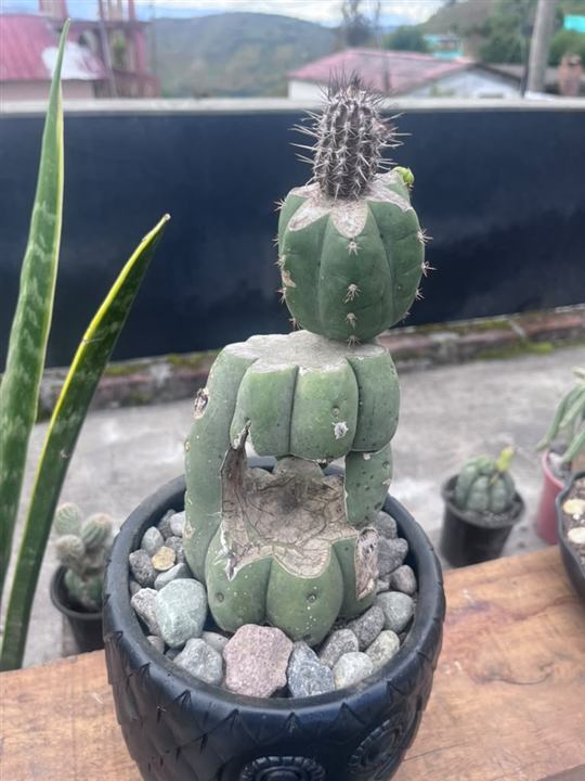 Tótem injertado de colección · APR-LY-2026-019