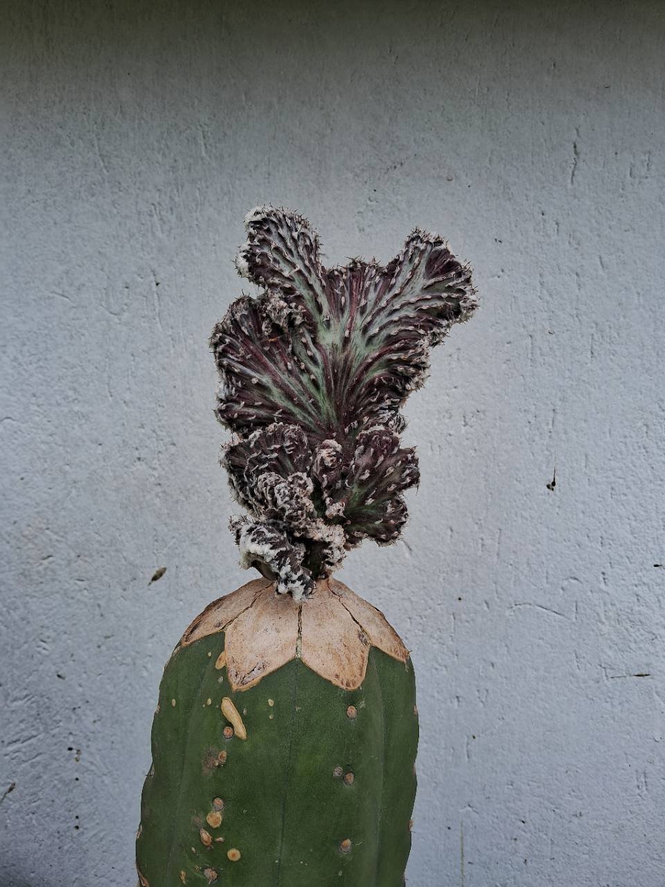 Planta madre crestada oscura sobre patrón columnar