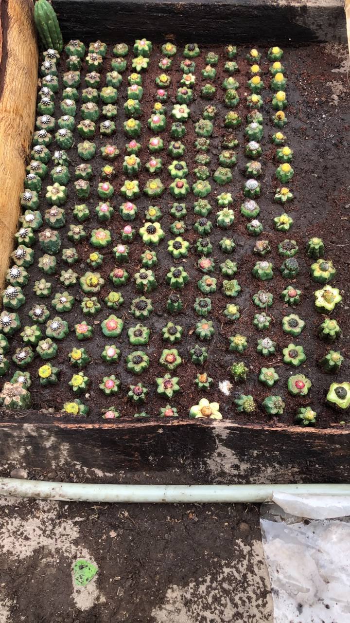 Lote de injertos pequeños de Cactate